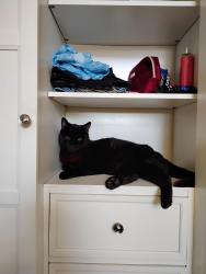 Reunited Male Cat last seen SE 5 CT and SE 7th Ave, Deerfield Beach, FL 33441