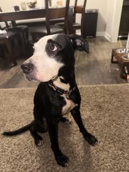 Lost Female Dog last seen Near , Houston, TX 77042