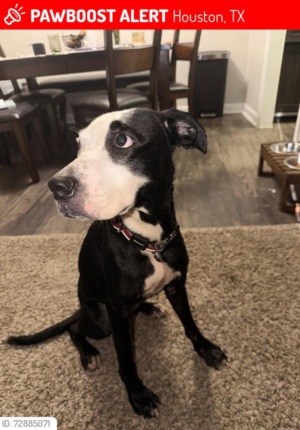Lost Female Dog last seen Near , Houston, TX 77042