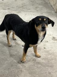 Found/Stray Male Dog last seen Brazos Town Center, Rosenberg, TX 77471
