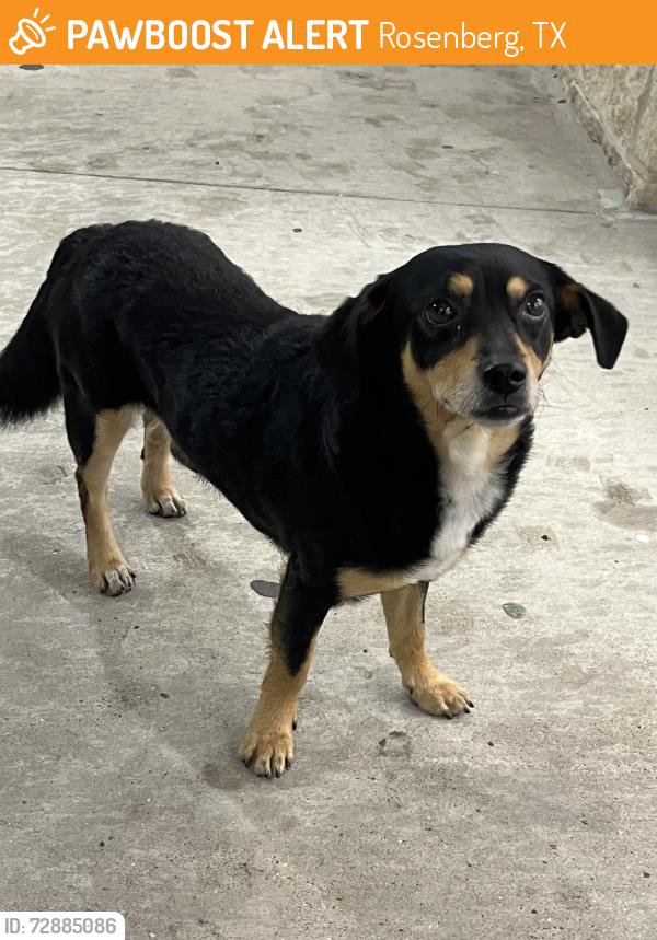 Found/Stray Male Dog last seen Brazos Town Center, Rosenberg, TX 77471