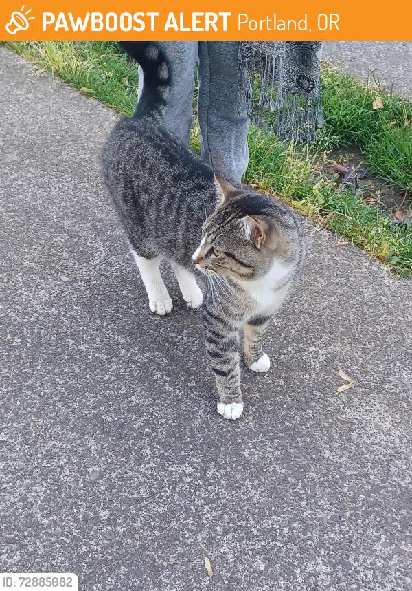 Found/Stray Male Cat last seen SE 104th avenue , Portland, OR 97266