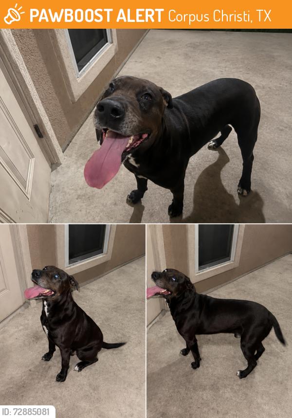 Found/Stray Male Dog last seen Queen Bess Drive, Corpus Christi, TX 78414