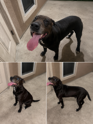 Found/Stray Male Dog last seen Queen Bess Drive, Corpus Christi, TX 78414
