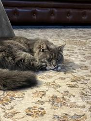 Lost Male Cat last seen Staib Rd and Mathew’s Hwy, Clinton Township, MI 49236