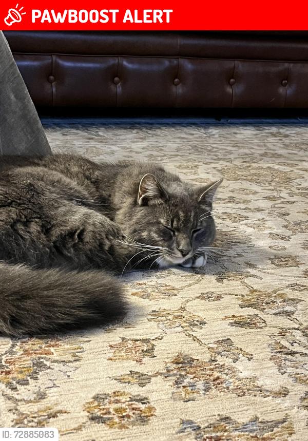Lost Male Cat last seen Staib Rd and Mathew’s Hwy, Clinton Township, MI 49236