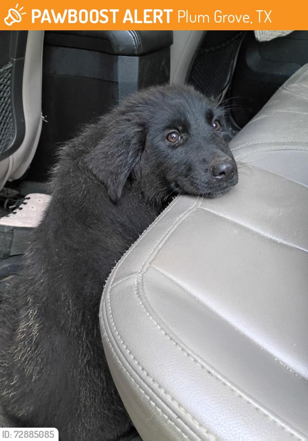 Found/Stray Female Dog last seen Plum grove , Plum Grove, TX 77372