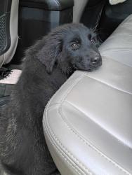 Found/Stray Female Dog last seen Plum grove , Plum Grove, TX 77372