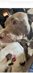 Reunited Female Dog last seen South grandview , Daytona Beach, FL 32118