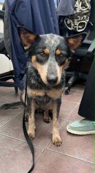 Shelter Stray Female Dog last seen Cleburne, TX 76031, Cleburne, TX 76033