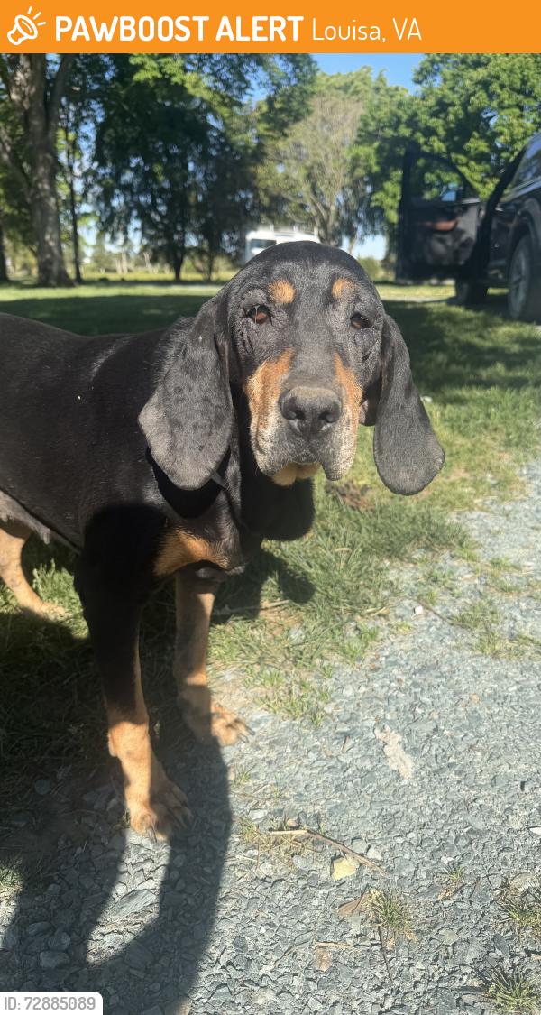 Found/Stray Unknown Dog last seen E Jack Jouett Rd and Poindexter rd, Louisa, VA 23093