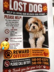 Lost Male Dog last seen Near est ln, Fredericksburg, VA 22407