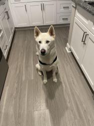 Reunited Male Dog last seen Mckelvey rd, Fountain Inn, SC 29644