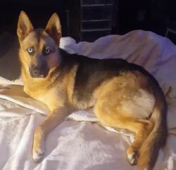 Lost Female Dog last seen Near canyon rd beaverton, Beaverton, OR 97005