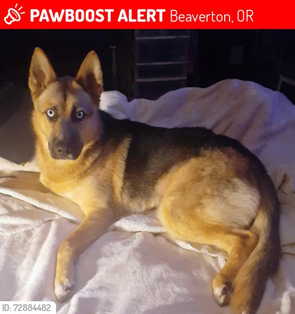 Lost Female Dog last seen Near canyon rd beaverton, Beaverton, OR 97005