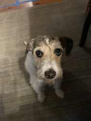 Lost Female Dog last seen Pinnacle Golf Club, Mabank, TX 75156