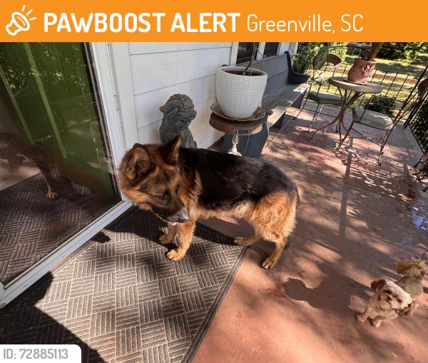 Found/Stray Male Dog last seen Cedar lane near monoghan mill, Greenville, SC 29611