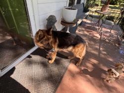 Found/Stray Male Dog last seen Cedar lane near monoghan mill, Greenville, SC 29611