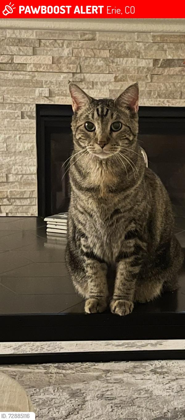 Lost Female Cat last seen Erie Highlands , Erie, CO 80516