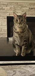 Lost Female Cat last seen Erie Highlands , Erie, CO 80516