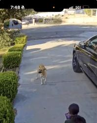 Found/Stray Unknown Dog last seen Llanada seems village, Victorville, CA 92394