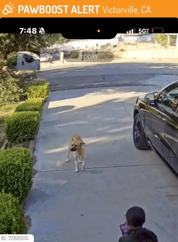 Found/Stray Unknown Dog last seen Llanada seems village, Victorville, CA 92394