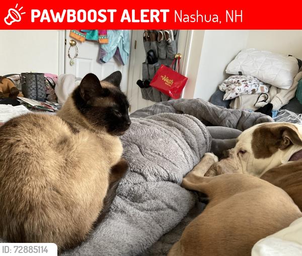 Lost Female Cat last seen Jenny Hill Lane and East Dunstable Rd, Nashua, NH 03062