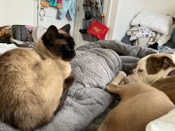 Lost Female Cat last seen Jenny Hill Lane and East Dunstable Rd, Nashua, NH 03062
