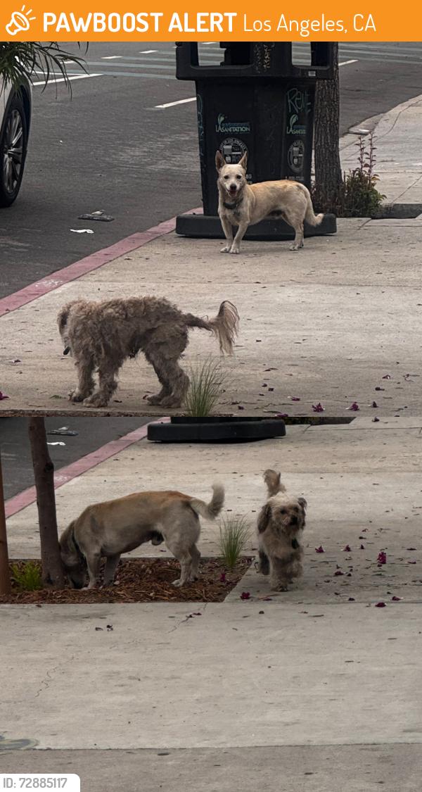 Found/Stray Male Dog last seen New Life La (Adams & La Brea), Los Angeles, CA 90016