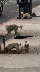 Found/Stray Male Dog last seen New Life La (Adams & La Brea), Los Angeles, CA 90016