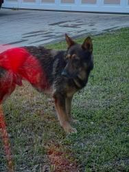 Reunited Male Dog last seen Geneva Vale and Wildhorse Parkway, San Antonio, TX 78254
