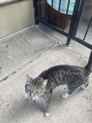 Found/Stray Unknown Cat last seen Near th n 4 th ave, Residential Street, Brooklyn, NY 11215