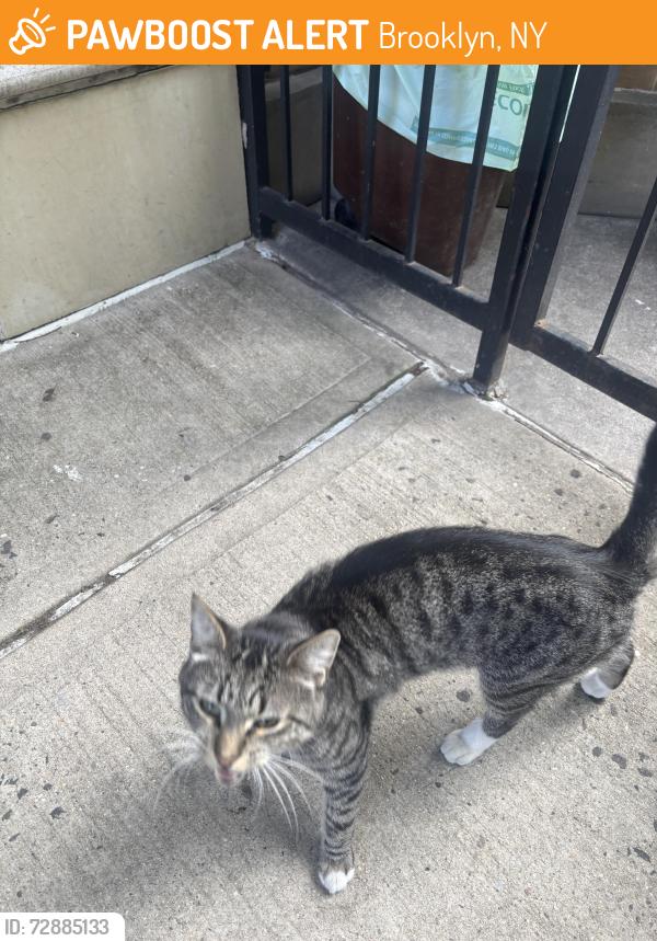 Found/Stray Unknown Cat last seen Near th n 4 th ave, Residential Street, Brooklyn, NY 11215