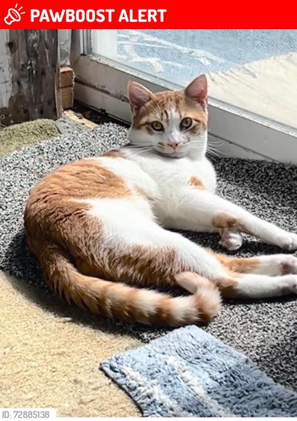 Lost Male Cat last seen w130th street , Hinckley Township, OH 44233