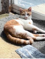 Lost Male Cat last seen w130th street , Hinckley Township, OH 44233