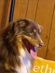 Reunited Male Dog last seen Behind housing around Science Hill High School, Johnson City, TN 37604