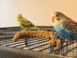 Lost Male Bird last seen Wyoming, Spain, academy , Albuquerque, NM 87111