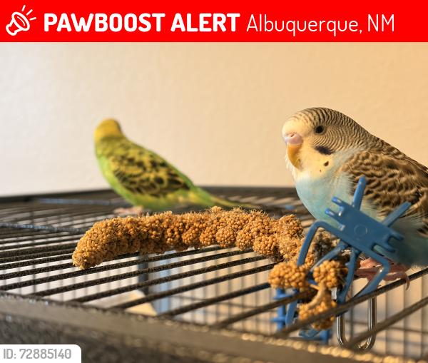 Lost Male Bird last seen Wyoming, Spain, academy , Albuquerque, NM 87111