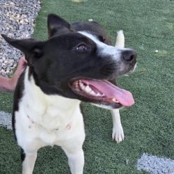 Shelter Stray Female Dog last seen , Memphis, TN 38133
