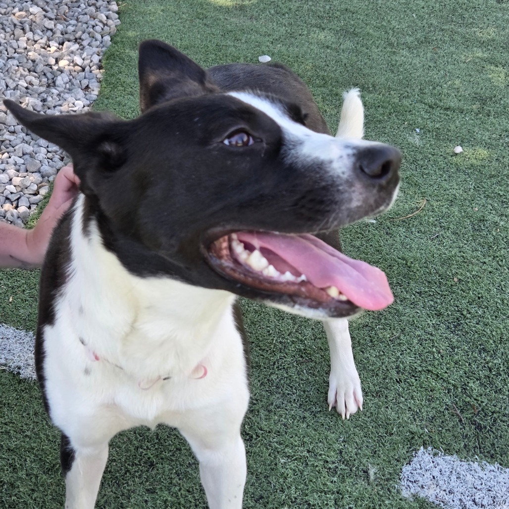 Shelter Stray Female Dog last seen , Memphis, TN 38133