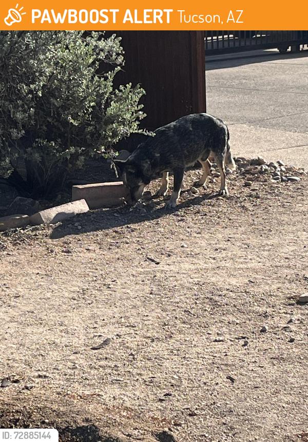 Found/Stray Male Dog last seen Mabel/Vine Ave, Tucson, AZ 85719