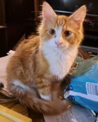 Lost Male Cat last seen Williams hwy and cloverlawn drive, Grants Pass, OR 97527