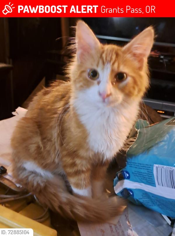 Lost Male Cat last seen Williams hwy and cloverlawn drive, Grants Pass, OR 97527