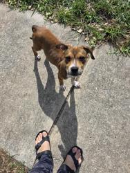 Found/Stray Unknown Dog last seen Liberty field and barhill post, San Antonio, TX 78254