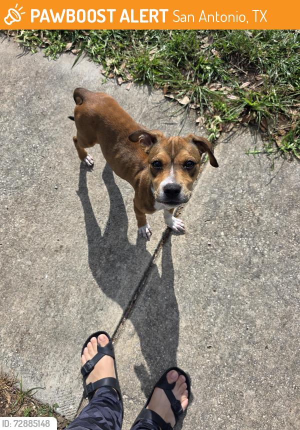 Found/Stray Unknown Dog last seen Liberty field and barhill post, San Antonio, TX 78254