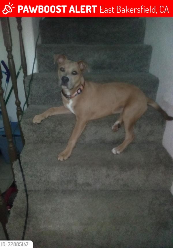Lost Female Dog last seen Near oswell and pioneer , East Bakersfield, CA 93305