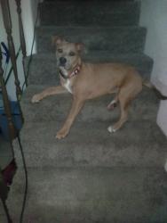 Lost Female Dog last seen Near oswell and pioneer , East Bakersfield, CA 93305