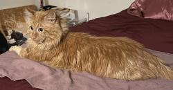 Reunited Male Cat last seen Kenton avenue and 149th st, Midlothian, IL 60445