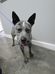 Found/Stray Male Dog last seen Juvenile Court, Lebanon, TN 37087