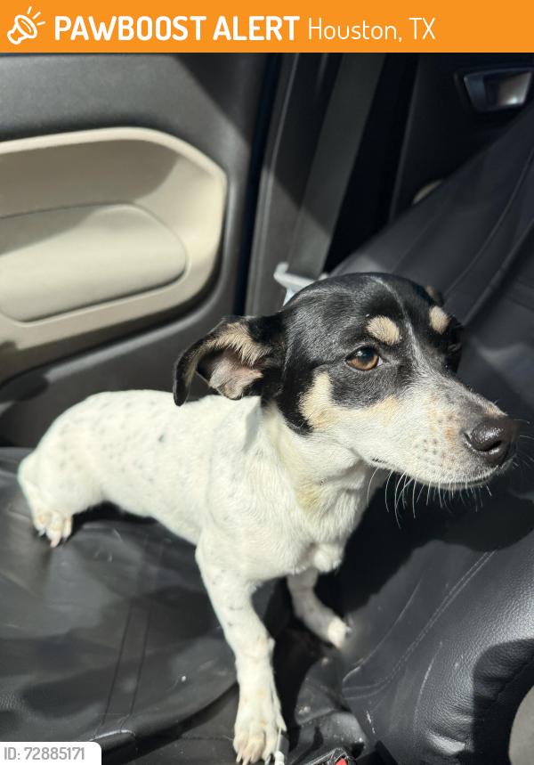 Lost Female Dog last seen Breezeway and hollister 77040, Houston, TX 77040